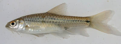 Barbus bifrenatus